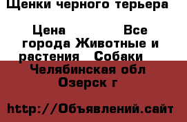 Щенки черного терьера › Цена ­ 35 000 - Все города Животные и растения » Собаки   . Челябинская обл.,Озерск г.